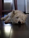 Immagine Westie