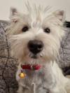 Immagine Westie