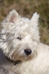 Westie