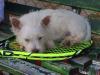 Immagine Westie