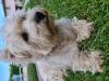 Immagine Westie