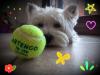 Immagine Westie