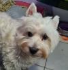 Immagine Westie