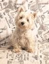 Immagine Westie