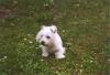 Westie