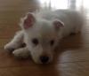 Immagine Westie