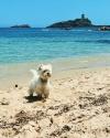 Immagine Westie