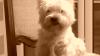 Immagine Westie