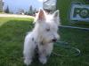 Westie