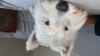 Immagine Westie