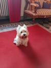 Immagine Westie
