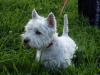 Westie