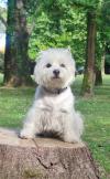 Westie iscritti di recente