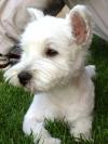 Immagine Westie