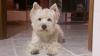 Westie