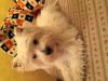 Immagine Westie