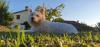 Immagine Westie