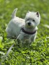 Immagine Westie