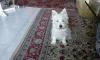 Immagine Westie