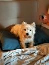 Immagine Westie