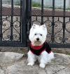 Westie