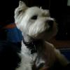 Westie