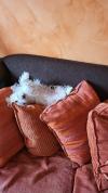 Immagine Westie