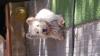 Immagine Westie