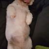 Immagine Westie