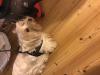 Immagine Westie