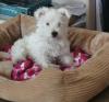 Immagine Westie