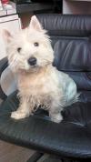 Immagine Westie
