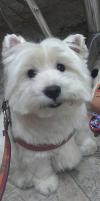 Immagine Westie
