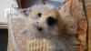 Immagine Westie