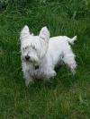 Westie