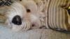 Immagine Westie