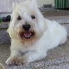 Immagine Westie