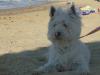 Westie