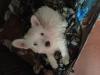 Immagine Westie