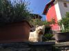 Immagine Westie