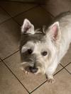 Status Westie