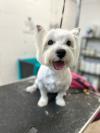 Immagine Westie