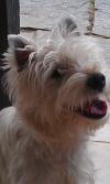 Immagine Westie