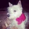 Immagine Westie