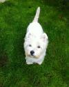 Westie