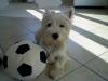 Westie