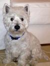Immagine Westie