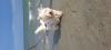 Immagine Westie