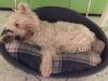 Immagine Westie