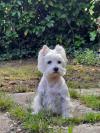 Immagine Westie